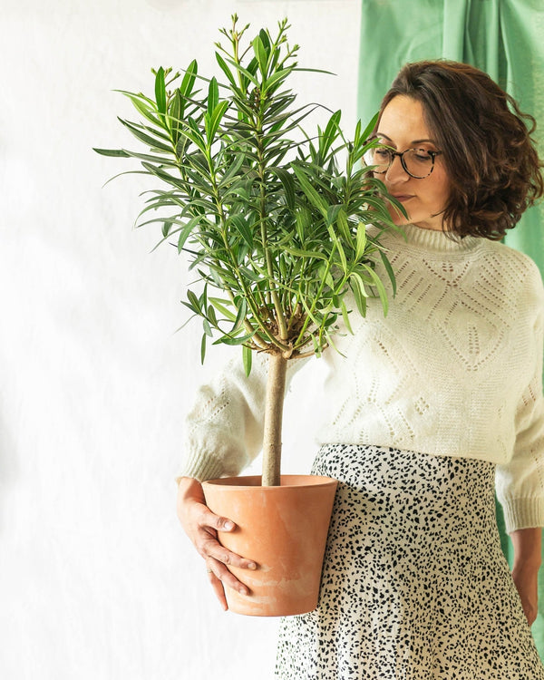 5 plantes idéales pour les petits balcons - La Green Touch