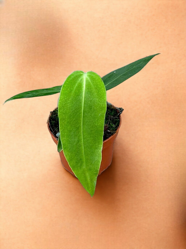 Entretien - Anthurium Warocqueanum: Guide pratique - La Green Touch