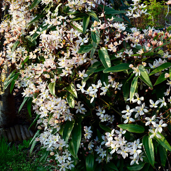 Entretien - Clématite D'Armand (Clematis armandii) : Guide pratique - La Green Touch