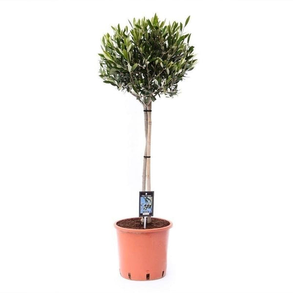 Entretien - Olivier (Olea europaea) : Guide pratique - La Green Touch