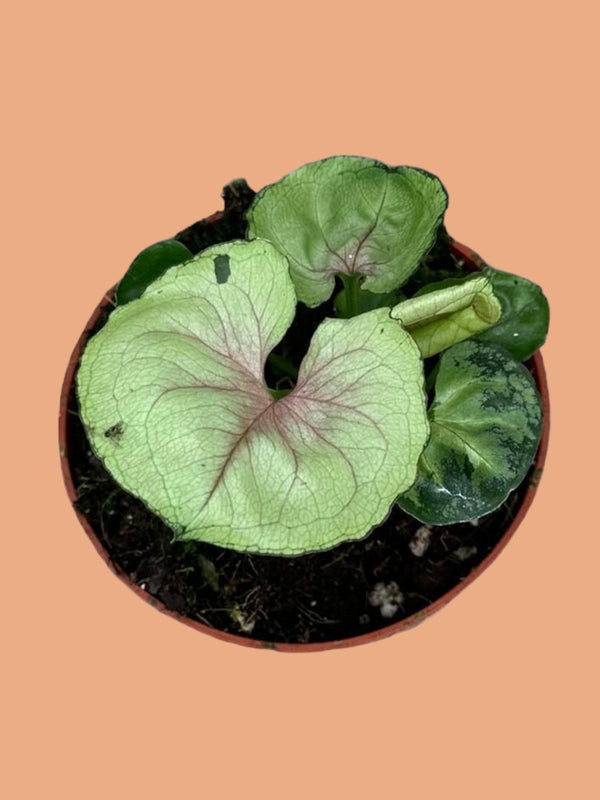 Entretien - Syngonium Bob Allusion: Guide pratique - La Green Touch