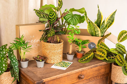 La Green Box – Coffrets de plantes à offrir