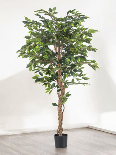 Ficus artificiel