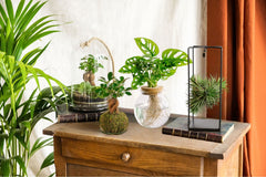 Idées cadeaux et créations végétales - La Green Touch