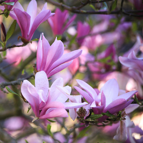 Magnolia