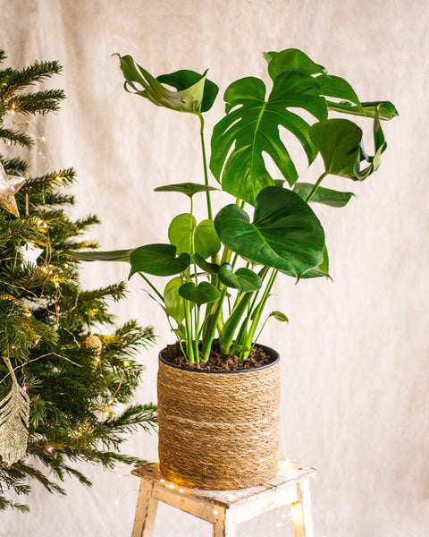 Plantes + pots prêtes à offrir