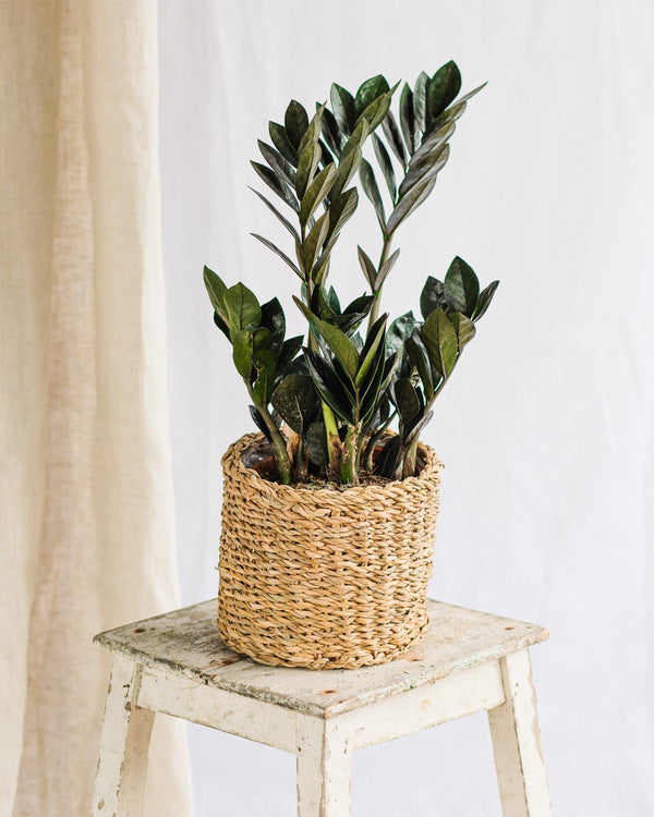 Plante d’intérieur sans lumière