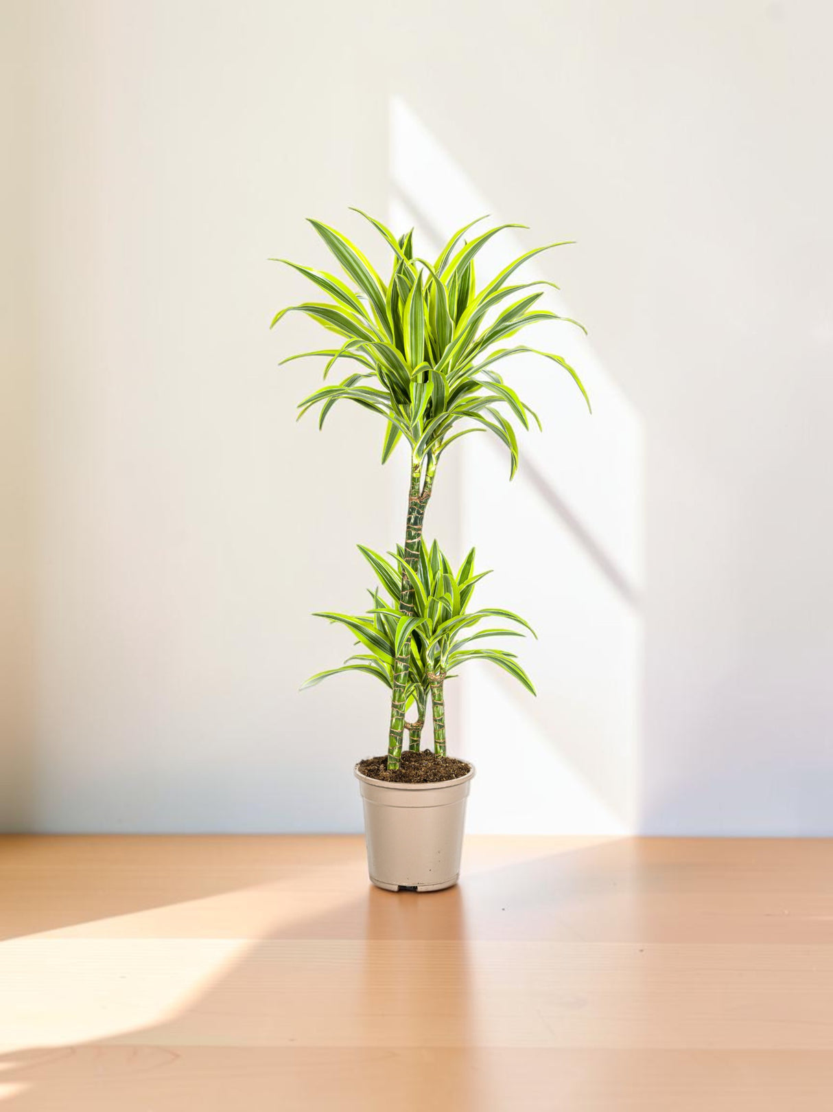 Dracaena Lemon Lime