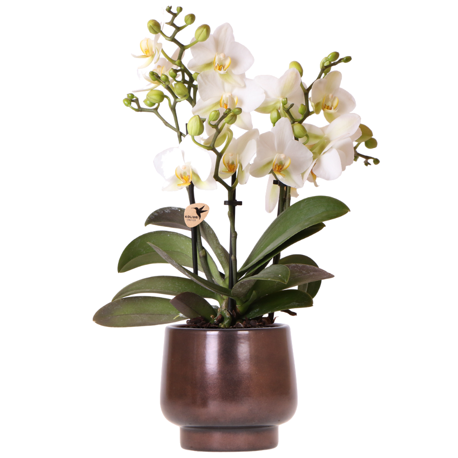 Orchidée Phalaenopsis blanche Blossom Lausanne avec cache-pot Scandic cuivre - H 40 cm, pot Ø9 cm