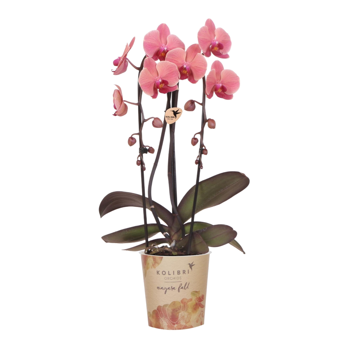 Kolibri Orchids | Zalmroze orchidee potmaat Ø12cm | Narbonne | bloeiende kamerplant - vers van de kweker