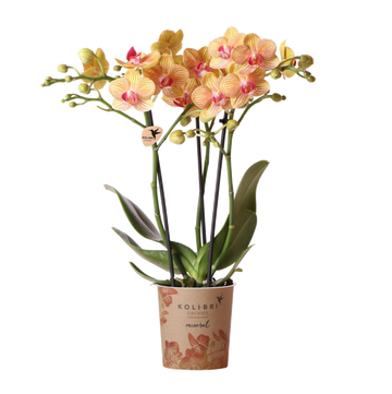 Orchidée Phalaenopsis orange Mineral Jamaica