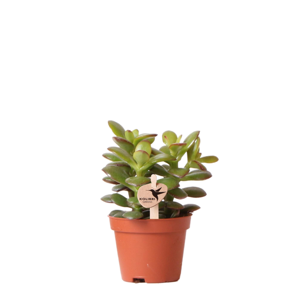 Livraison plante Crassula Minor h11cm - succulente