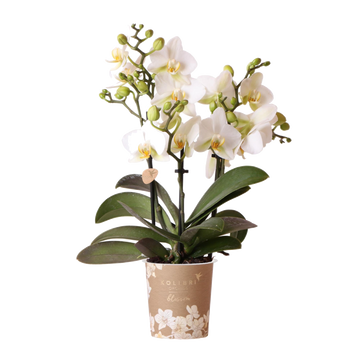 Orchidée Phalaenopsis blanche Blossom Lausanne