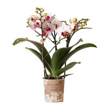 Orchidée Phalaenopsis blanche Mineral Gibraltar