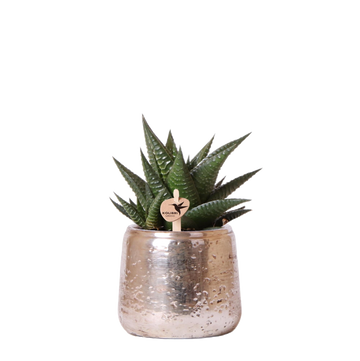Haworthia Limifolia et son cache-pot argenté