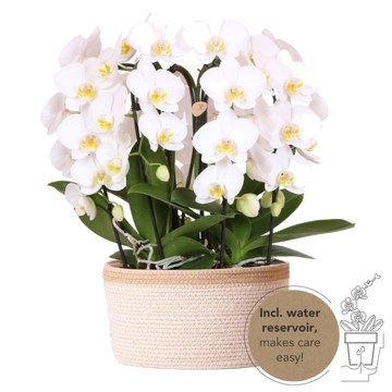 Bouquet d'orchidées blanches en panier coton avec réservoir d'eau
