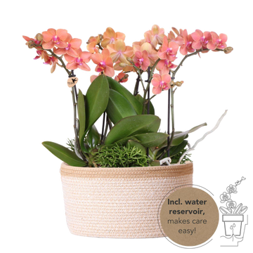 Set de 3 orchidées orange et 3 Rhipsalis dans un panier en coton avec réservoir d'eau