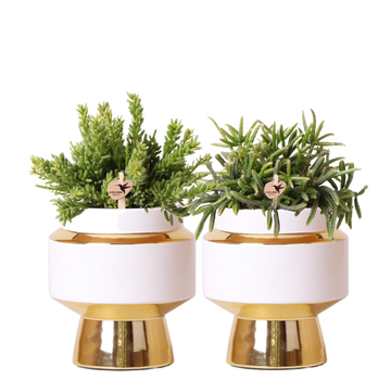 Duo succulente et leurs caches-pots doré