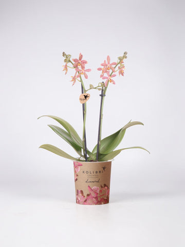 Orchidée Phalaenopsis orange — Spider