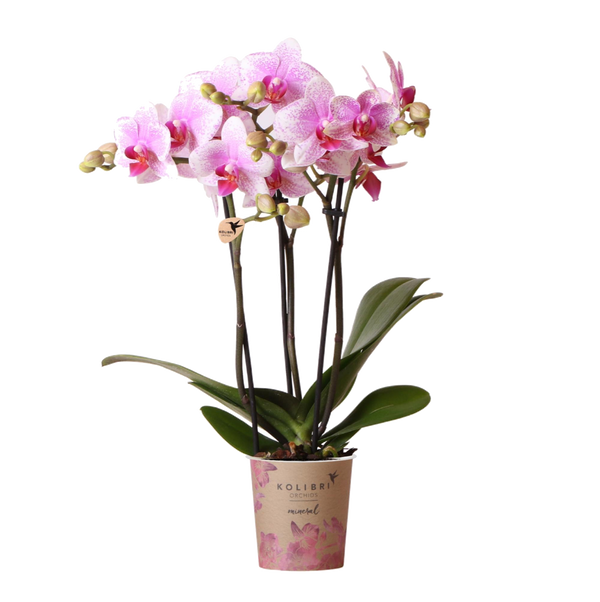 Livraison plante Orchidée Phalaenopsis Rose - Rotterdam Minérale