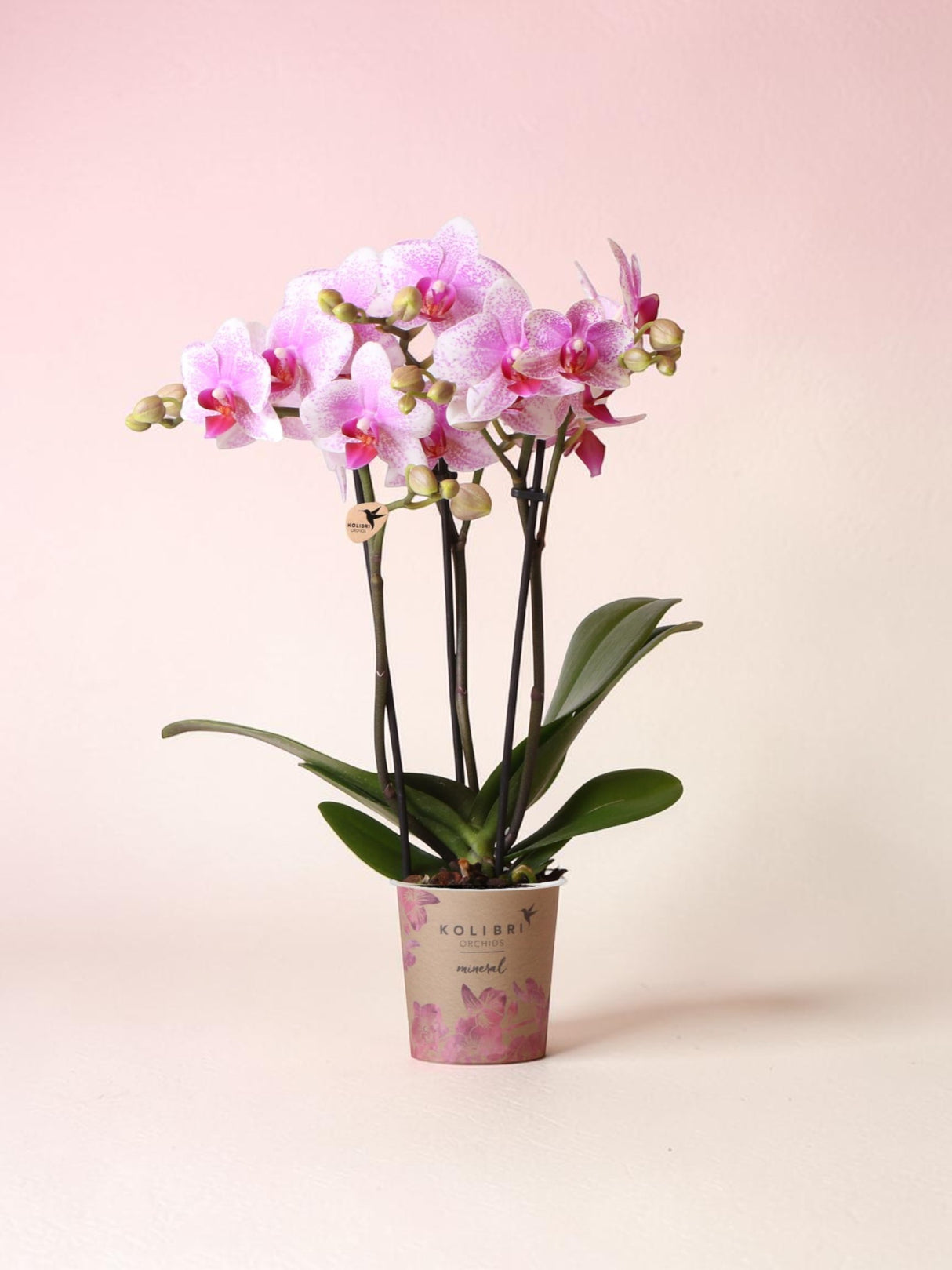 Orchidée Phalaenopsis Rose - Rotterdam