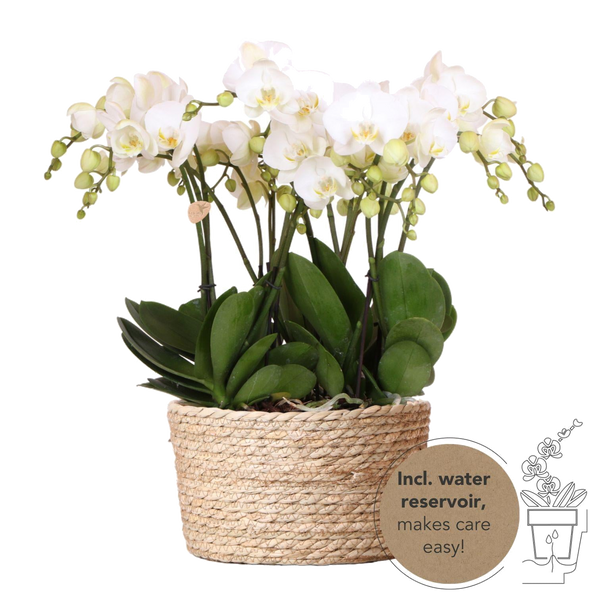 Livraison plante Orchidées Blanches en Panier d'Osier avec Réservoir d'Eau