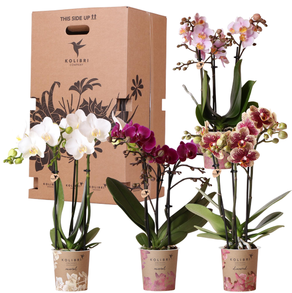 Livraison plante Boîte Surprise : 4 Orchidées Variées Haut de Gamme
