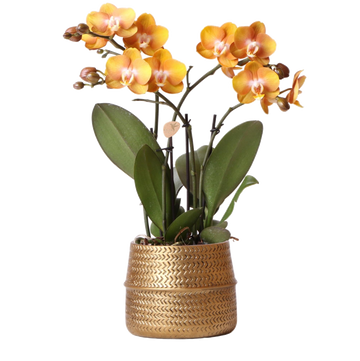 Orchidée Ocre et son pot