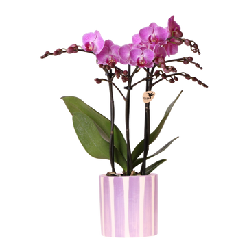 Orchidée phalaenopsis violette 'Vienna' + pot rayé lilas