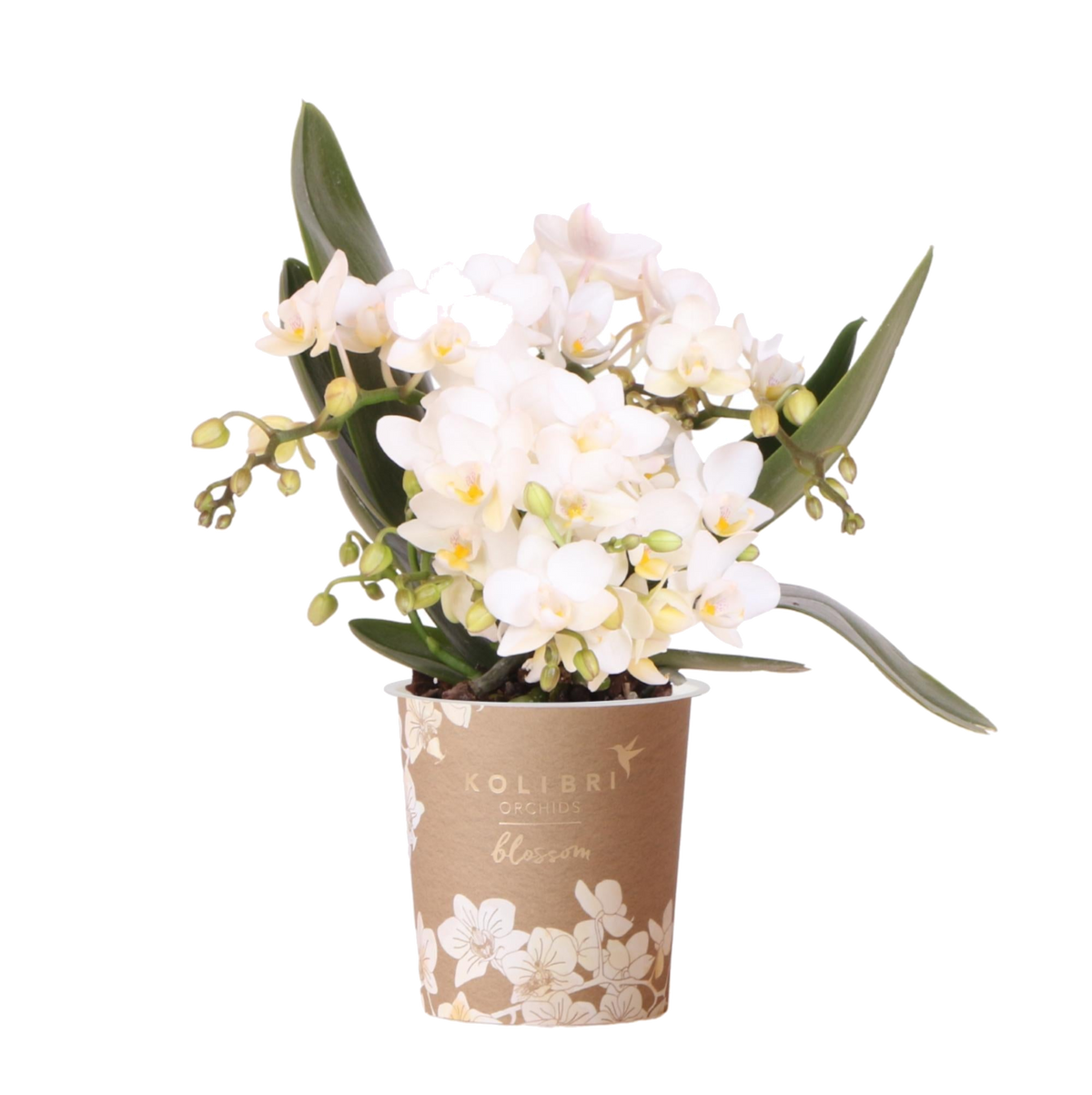 Orchidée Phalaenopsis blanche Botanic Nazaré - pot Ø9 cm