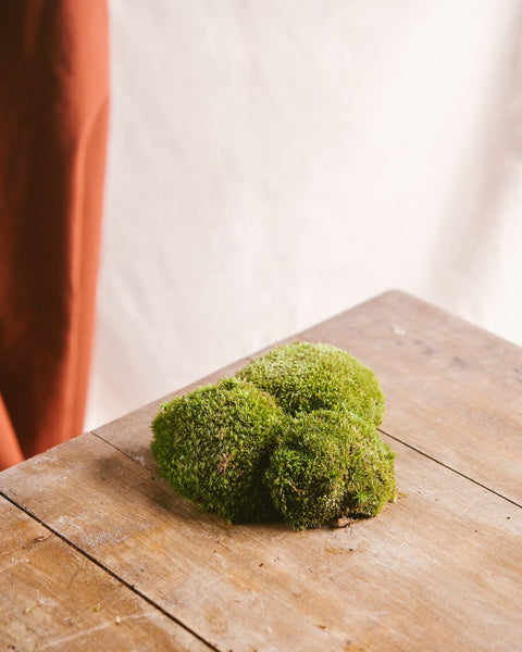 Entretien Terrarium