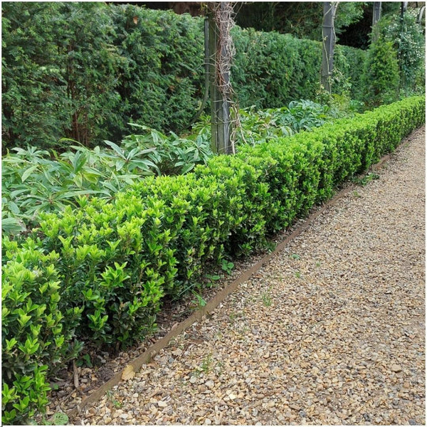 Livraison plante 24 x Euonymus japonicus 'Green Spire'