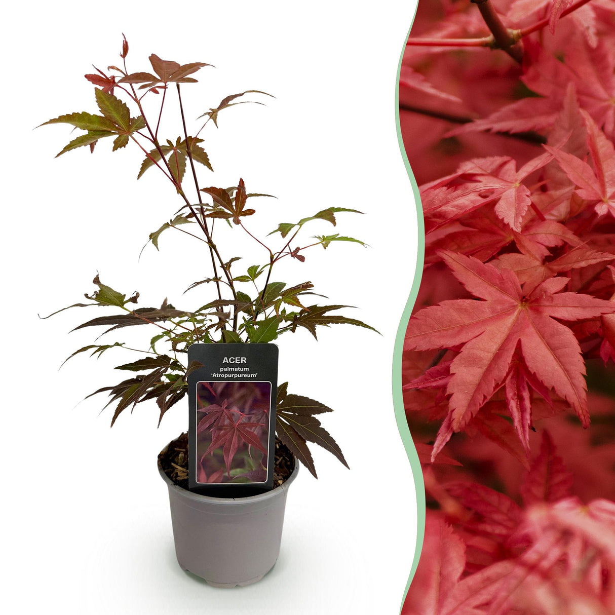 Livraison plante Acer palmatum Atropurpureum – Pot 12 cm – Hauteur 35 cm