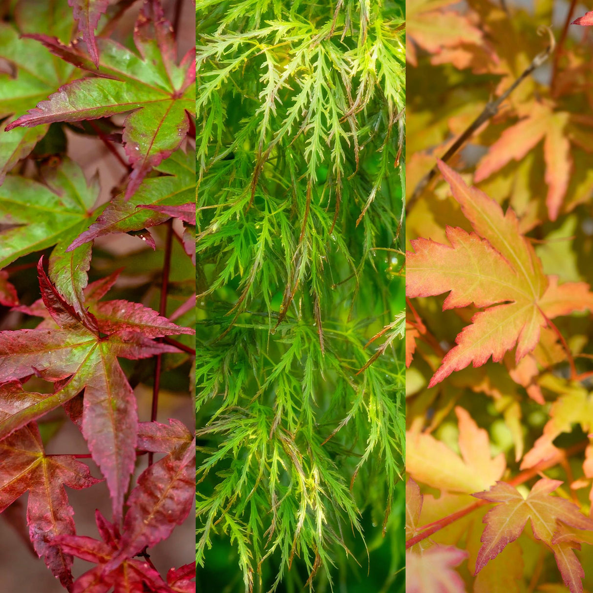 Livraison plante Acer palmatum Tricolour – Lot de 3 – Pot 12 cm