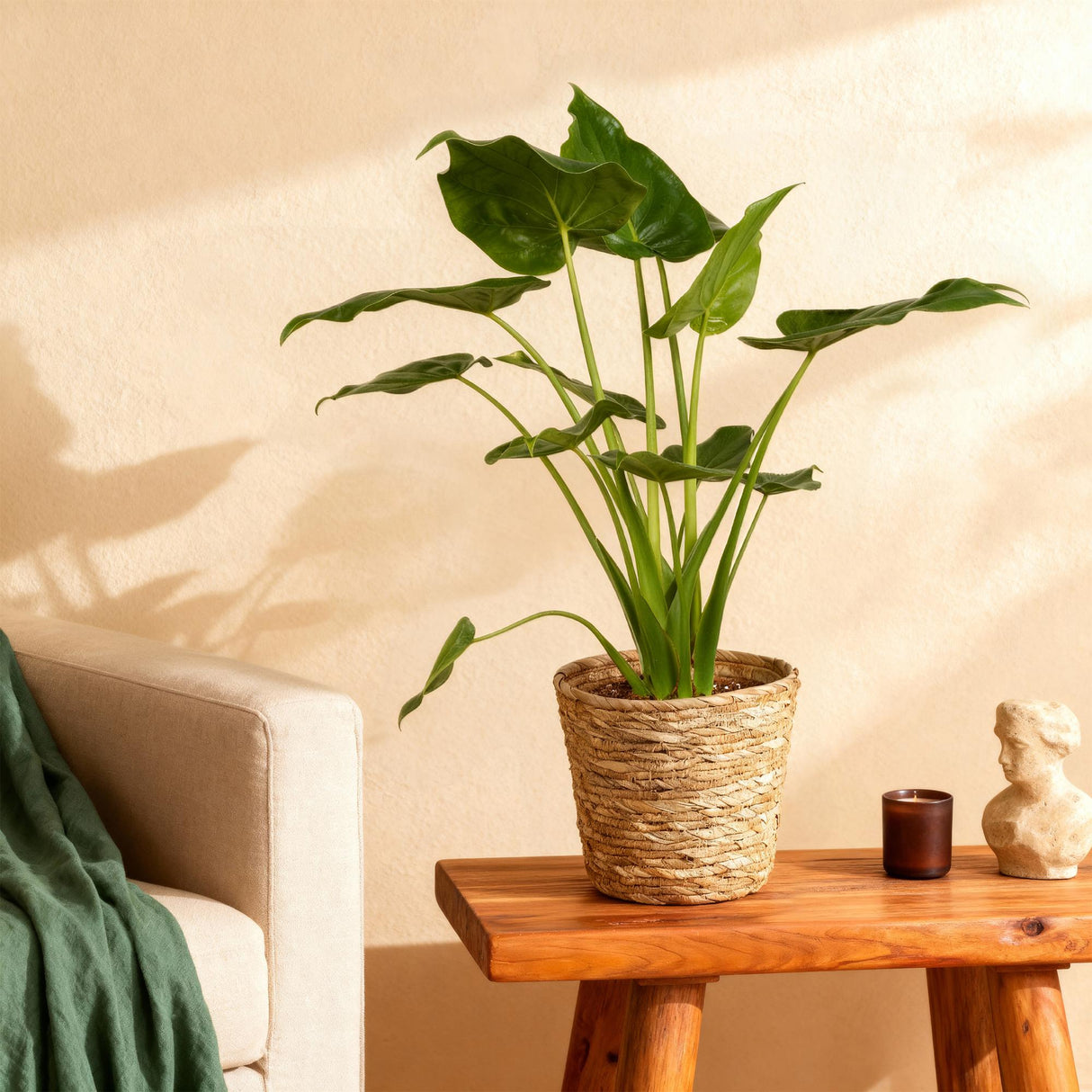 Livraison plante Alocasia Cucullata et panier H65 cm