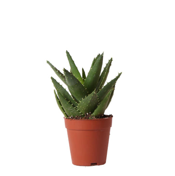 Aloë Brevifolia h20cm - succulente