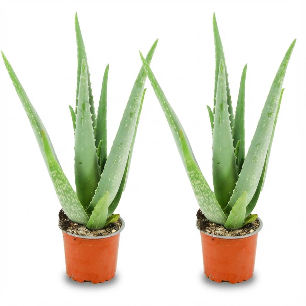 Livraison plante Aloë Vera