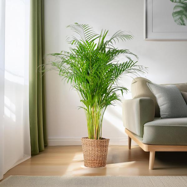 Livraison plante Areca Palm XL et son pot