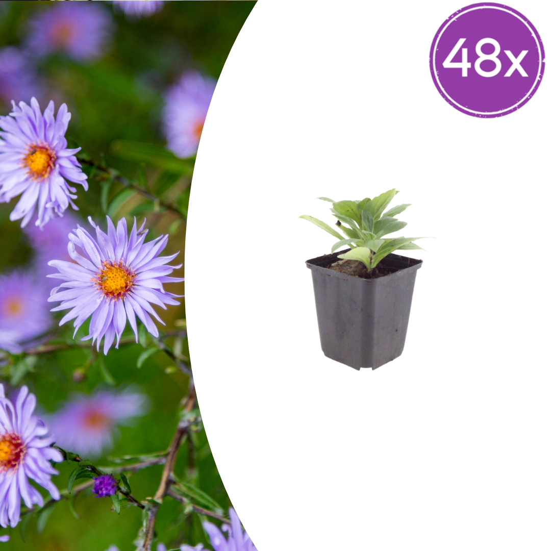Livraison plante Aster frikarti