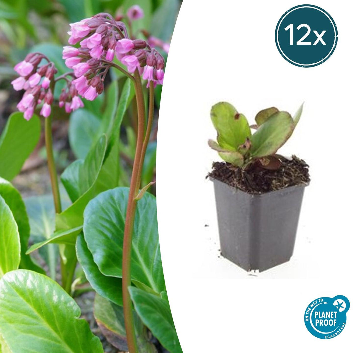 Livraison plante Bergenia à feuilles en cœur 'Herbstblüte'