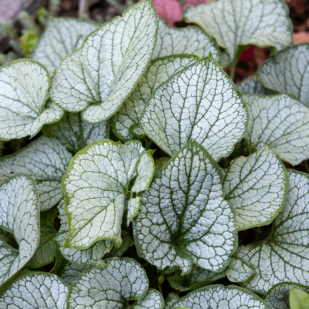 Livraison plante Brunnera Jack frost