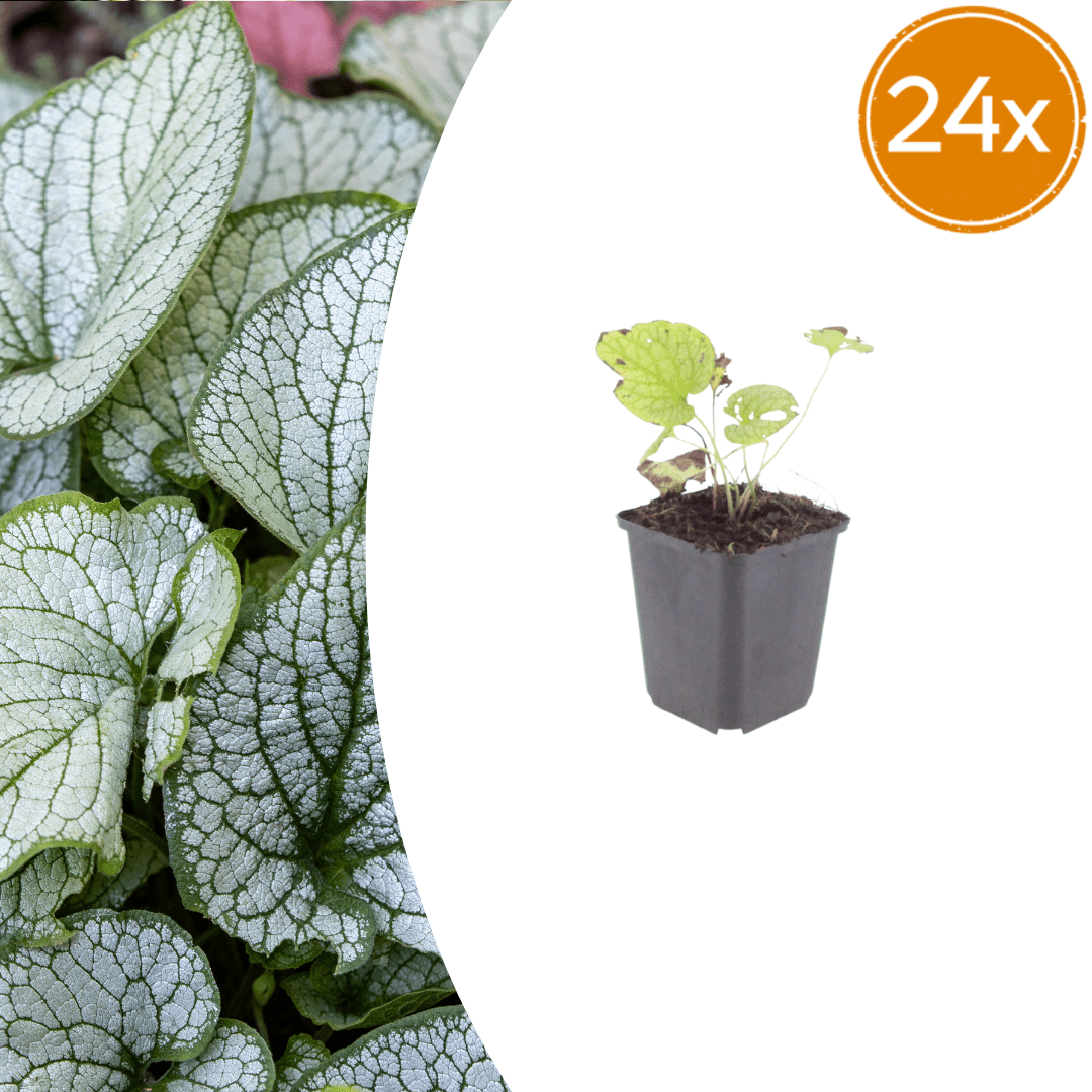 Livraison plante Brunnera Jack frost