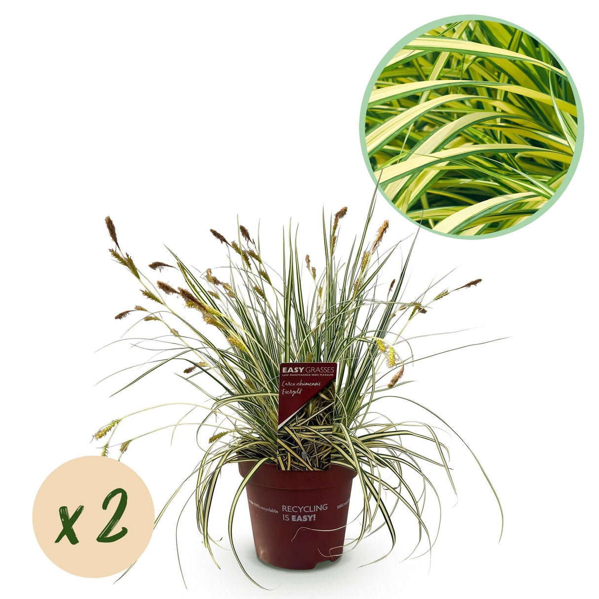 Livraison plante Carex oshimensis Evergold en pot