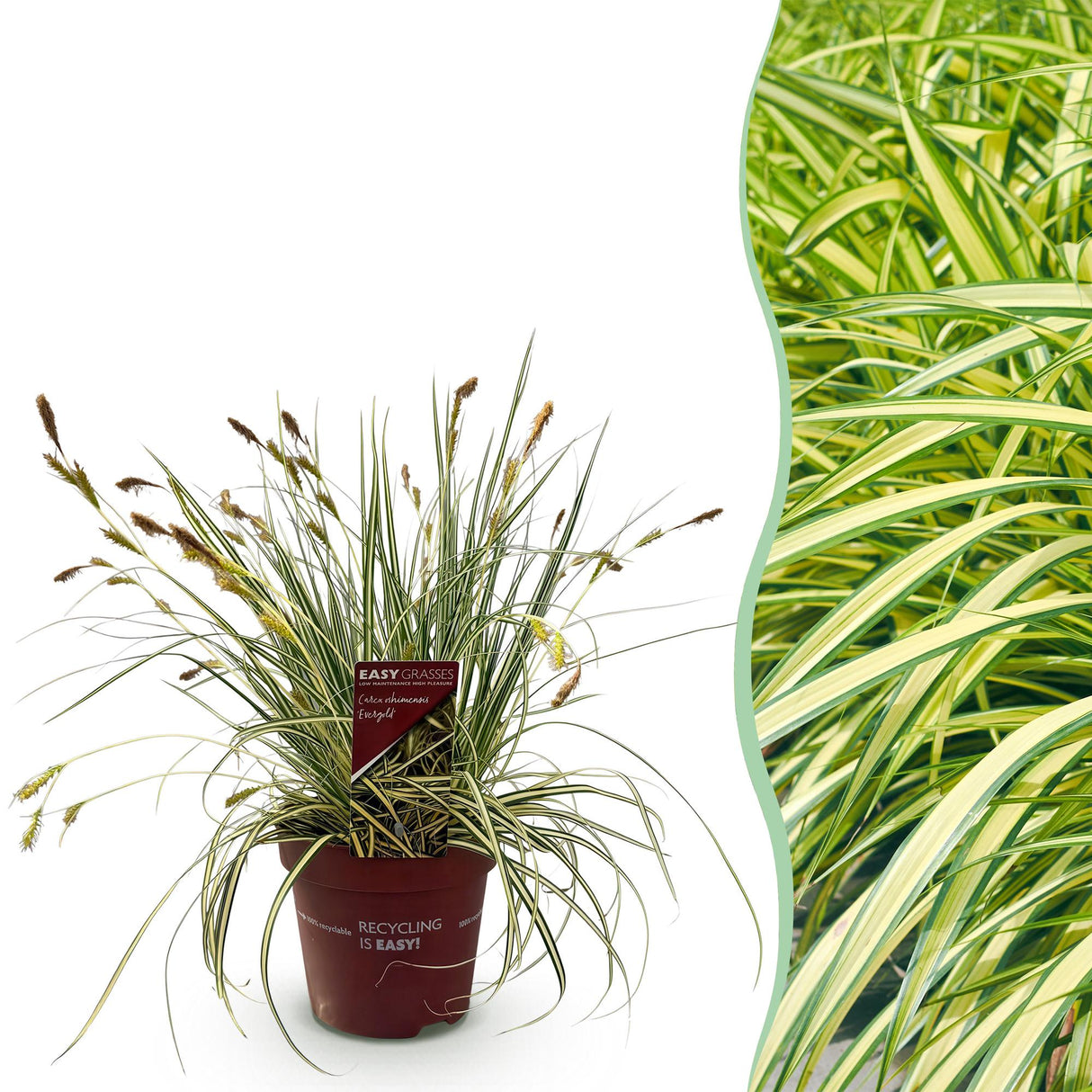Livraison plante Carex oshimensis Evergold en pot