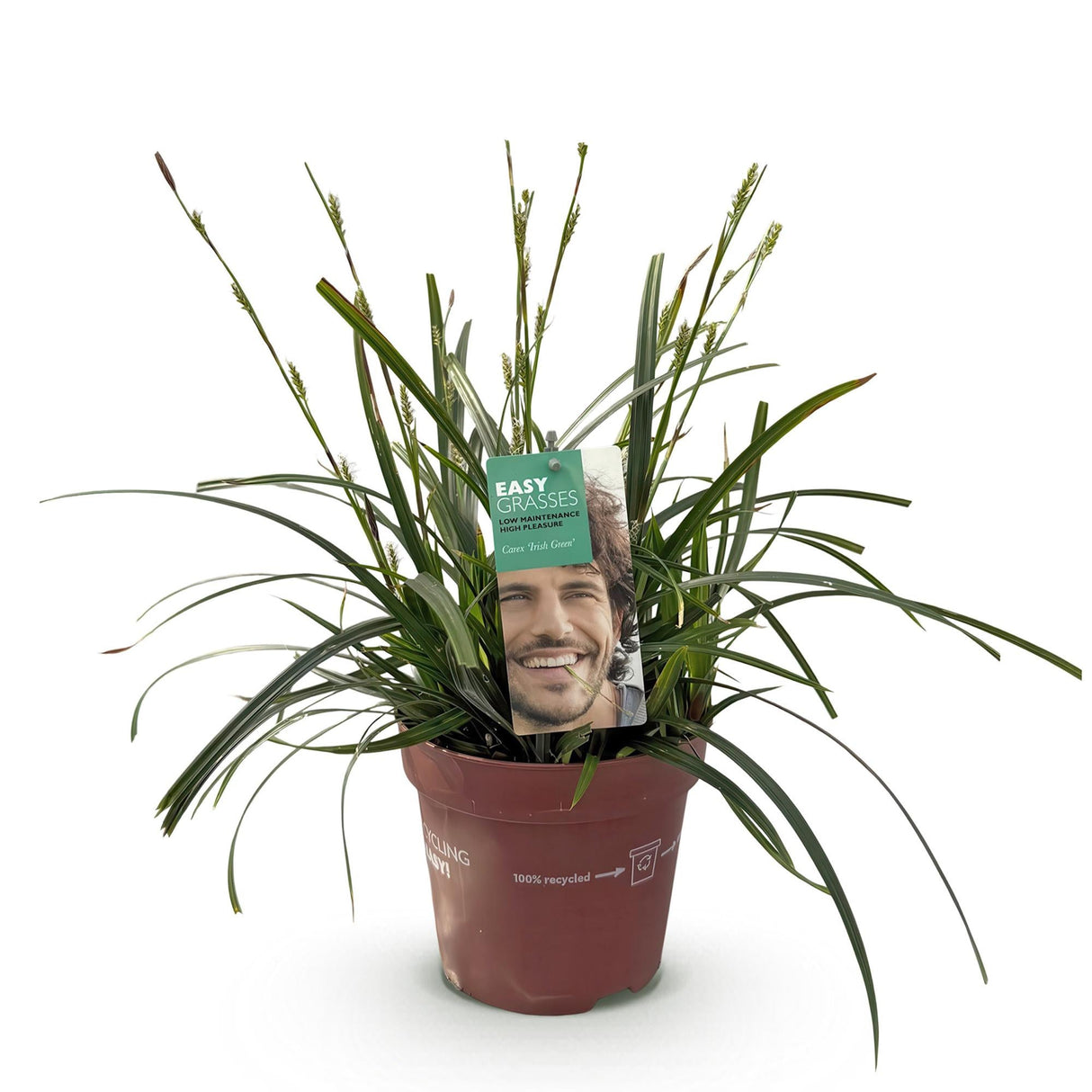 Livraison plante Carex oshimensis Intense Green – Pot 17 cm – Hauteur 50 cm