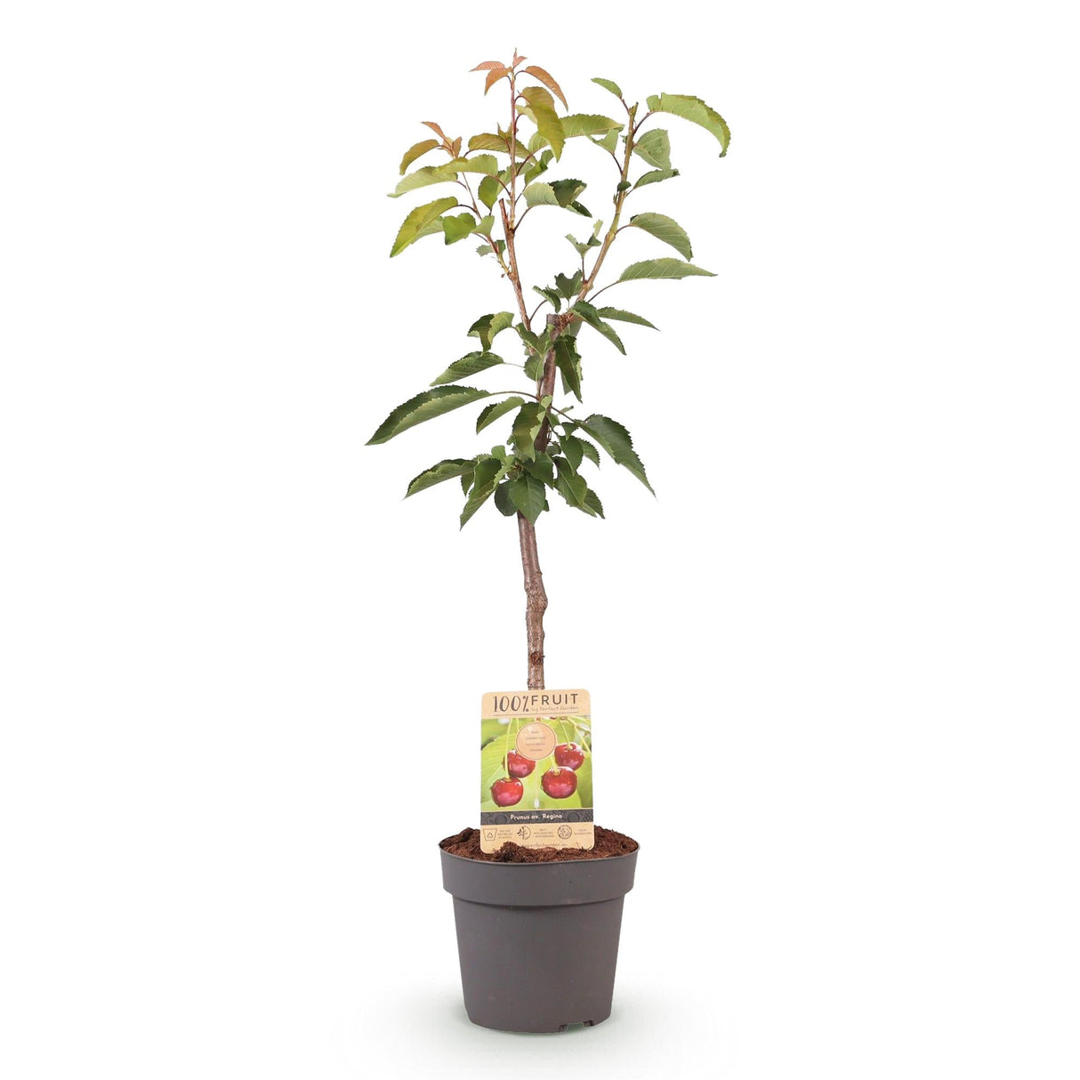 Livraison plante Cerisier Regina – Lot de 1 – Pot 21 cm – Hauteur 90 cm