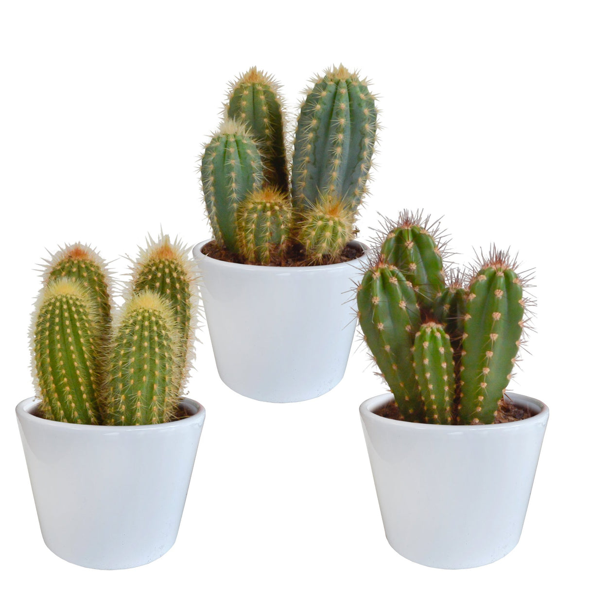 Livraison plante Coffret cactus et ses caches - pots blancs - Lot de 3 plantes, h23cm
