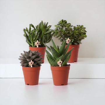 Coffret cadeau succulente - Lot de 4 plantes