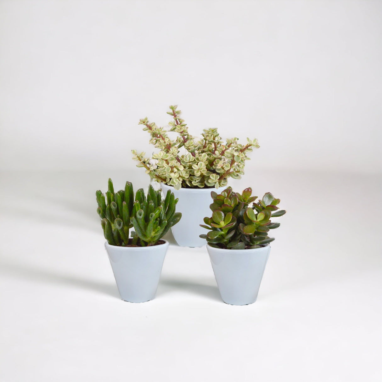 Livraison plante Coffret crassula et ses caches - pots blancs - Lot de 3 plantes, h18cm