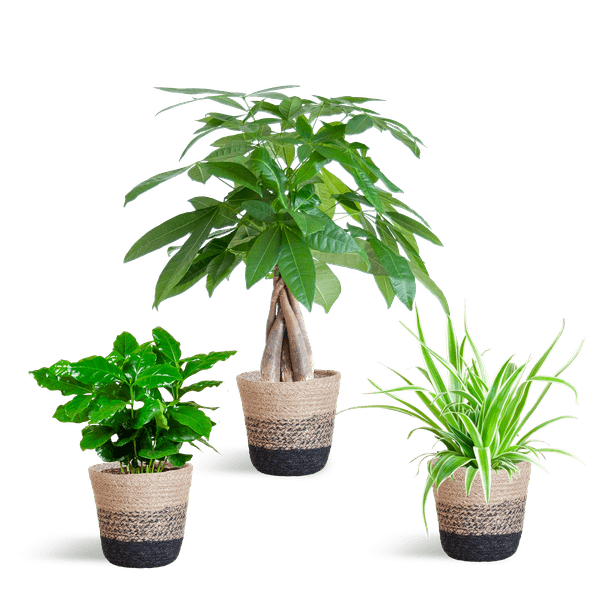 Livraison plante 🐾 Coffret – Plantes Pet's Friendly